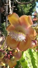 Couroupita guianensis