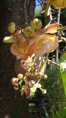 Couroupita guianensis
