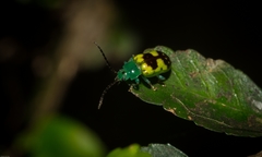 Chalcolampra marmorata