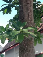 Couroupita guianensis