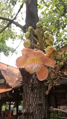 Couroupita guianensis