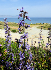 Petromarula pinnata