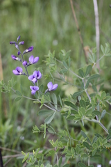 Baptisia australis aberrans