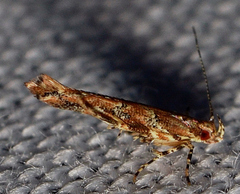 Anatrachyntis rileyi