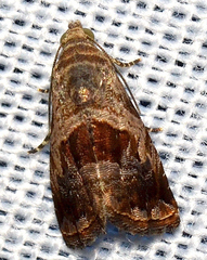 Tripudia rectangula