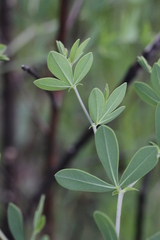 Baptisia australis aberrans