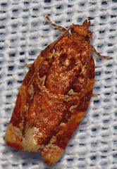 Argyrotaenia amatana