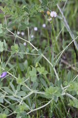 Baptisia australis aberrans