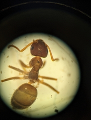 Lasius emarginatus
