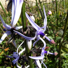 Petromarula pinnata