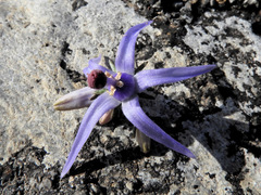 Petromarula pinnata
