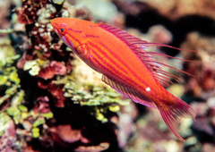 Paracheilinus filamentosus