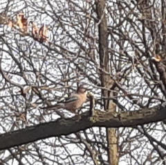 Garrulus glandarius