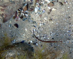 Stigmatopora nigra