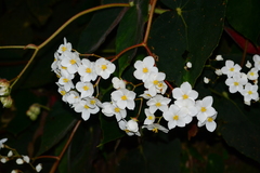 Begonia scharffii