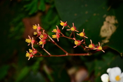 Begonia scharffii