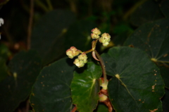 Begonia scharffii