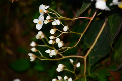 Begonia scharffii