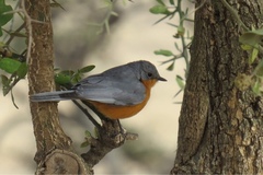 Melaenornis semipartitus