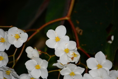 Begonia scharffii