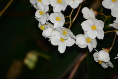 Begonia scharffii