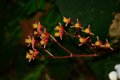 Begonia scharffii