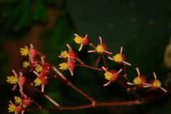Begonia scharffii