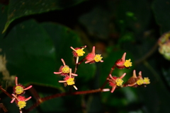 Begonia scharffii