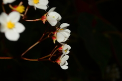 Begonia scharffii