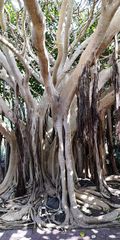 Ficus vasta