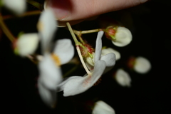 Begonia scharffii