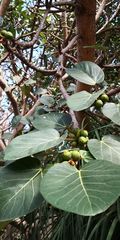 Ficus vasta