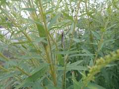 Siphlonurus alternatus