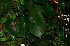 Begonia scharffii