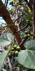 Ficus vasta