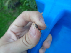 Siphlonurus alternatus