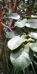 Ficus vasta