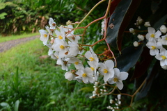 Begonia scharffii