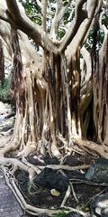 Ficus vasta