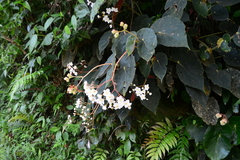 Begonia scharffii