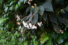 Begonia scharffii