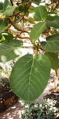 Ficus vasta