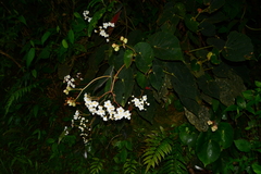 Begonia scharffii