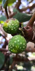 Ficus vasta