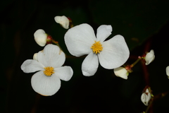 Begonia scharffii