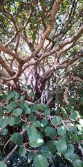 Ficus vasta