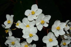 Begonia scharffii