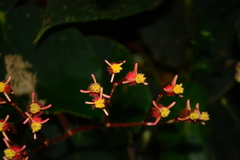 Begonia scharffii