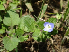 Veronica persica