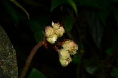 Begonia scharffii